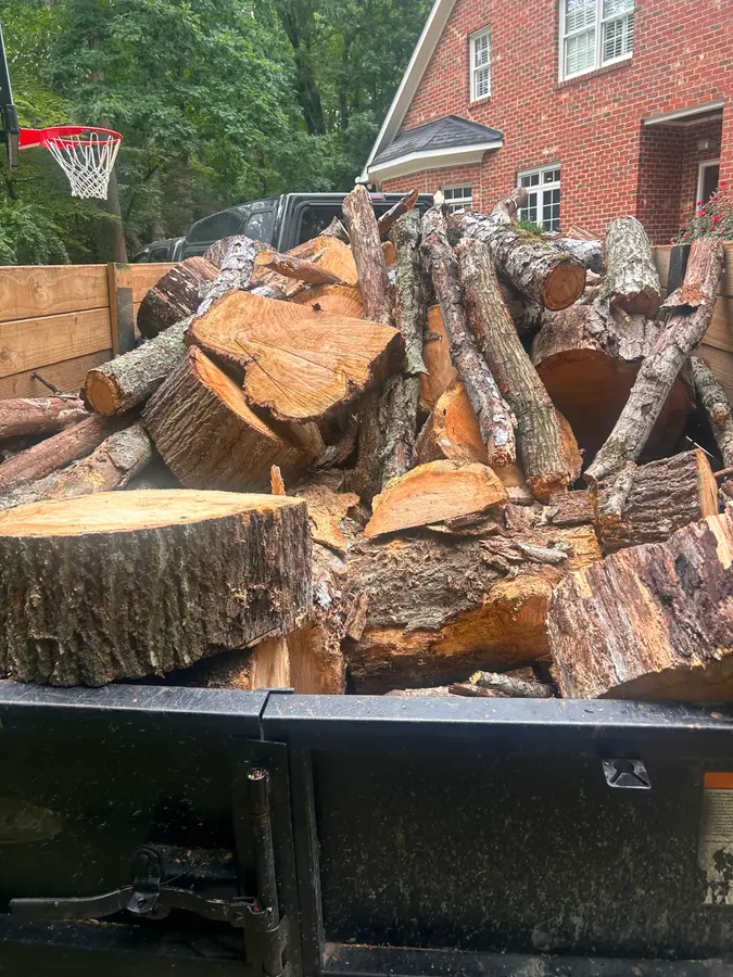 Dump-truck bed loaded with cut hardwood logs after a tree removal