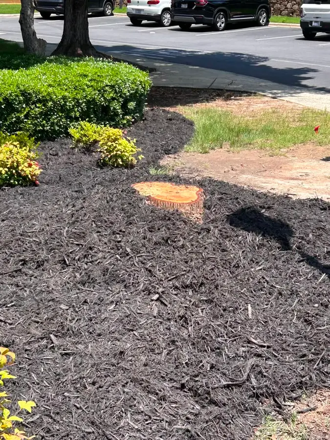 Fresh dark mulch bed with freshly trimmed shrubs at a property entrance
