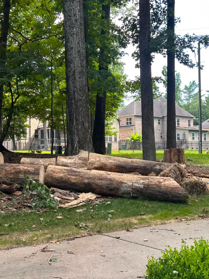 Large tree trunks felled and sectioned during a lot clearing at a brick home in South Charlotte